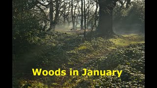 Leytonstone Woods in January