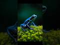 Most Dangerous Blue in Nature 🐸