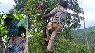 Sarang burung enggang belukar ekor panjang seperti murai batu