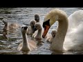 Adorable Sounds of Swan Cygnets | Discover Wildlife | Robert E Fuller