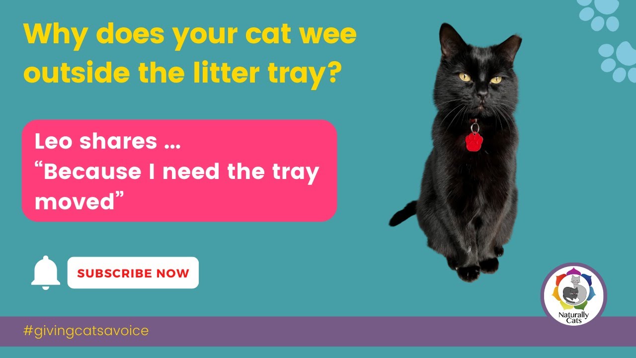 Cat chat is back! YouTube