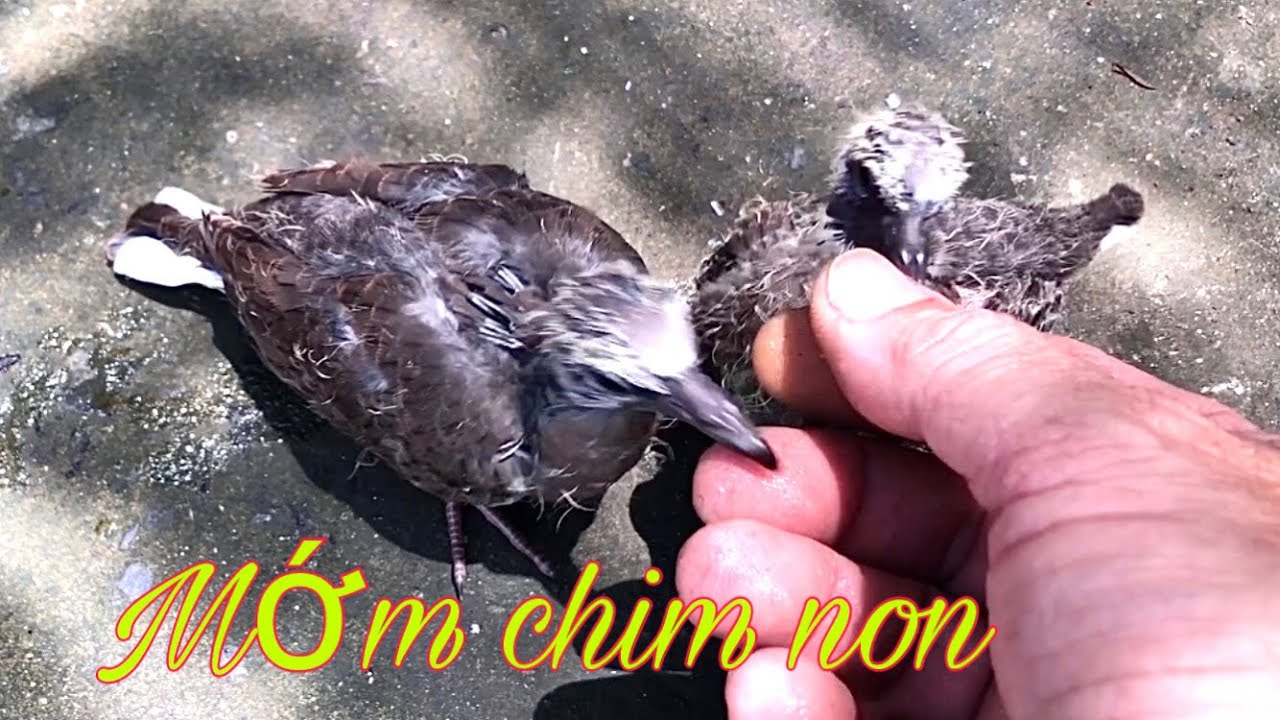 Mớm cu gáy non - Làm chim khách/ chimcugay