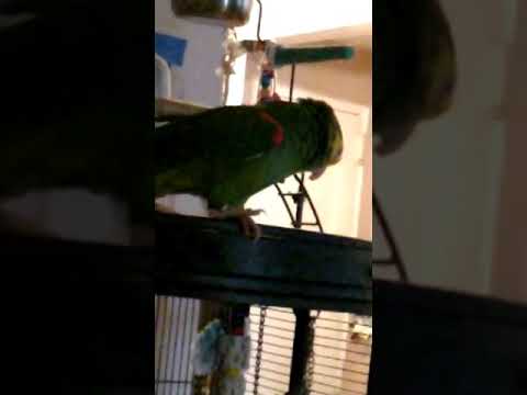 Talking And Singing Parrot Yuzik Hava Nagila 