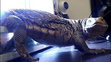 [サバンナモニター]JW2予告公開記念。世界の山ちゃんの手羽先をどうぞ！[オオトカゲ]