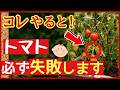 【実は間違い】トマトが失敗した人がやっていた栽培ミス20選〜来年こそ成功するために今からできる対策【家庭菜園】