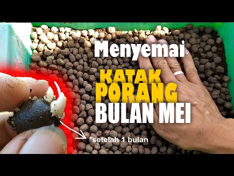 Video: Apa Yang Perlu Ditanam Dan Disemai Pada Bulan Mei