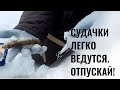 Судачки легко ведутся на приманки. Отпускайте недомерков. Штраф за поимку судака.