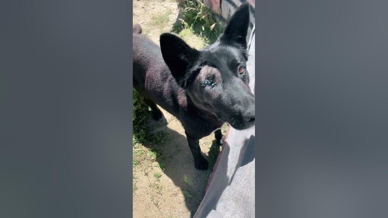 raven-s-journey-from-rescue-to-recovery-after-eye-surgery-youtube