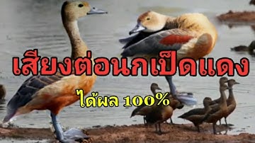 เสียงต่อนกเป็ดแดง ได้ผล 100%
