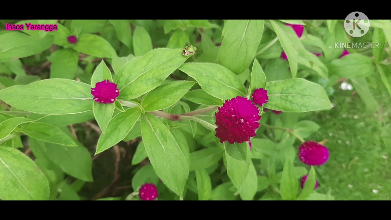 Bunga Kenop (Gomphrena Globosa) 