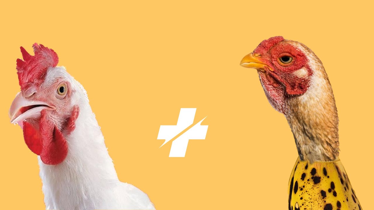 CHICKEN BANANA x CHICKEN SONG (EDM REMIX)