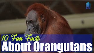 10 Fun Facts About Orangutans You've Never Heard Before #orangutan #orangutans by I kiss Animal 1,109 views 1 year ago 2 minutes, 23 seconds