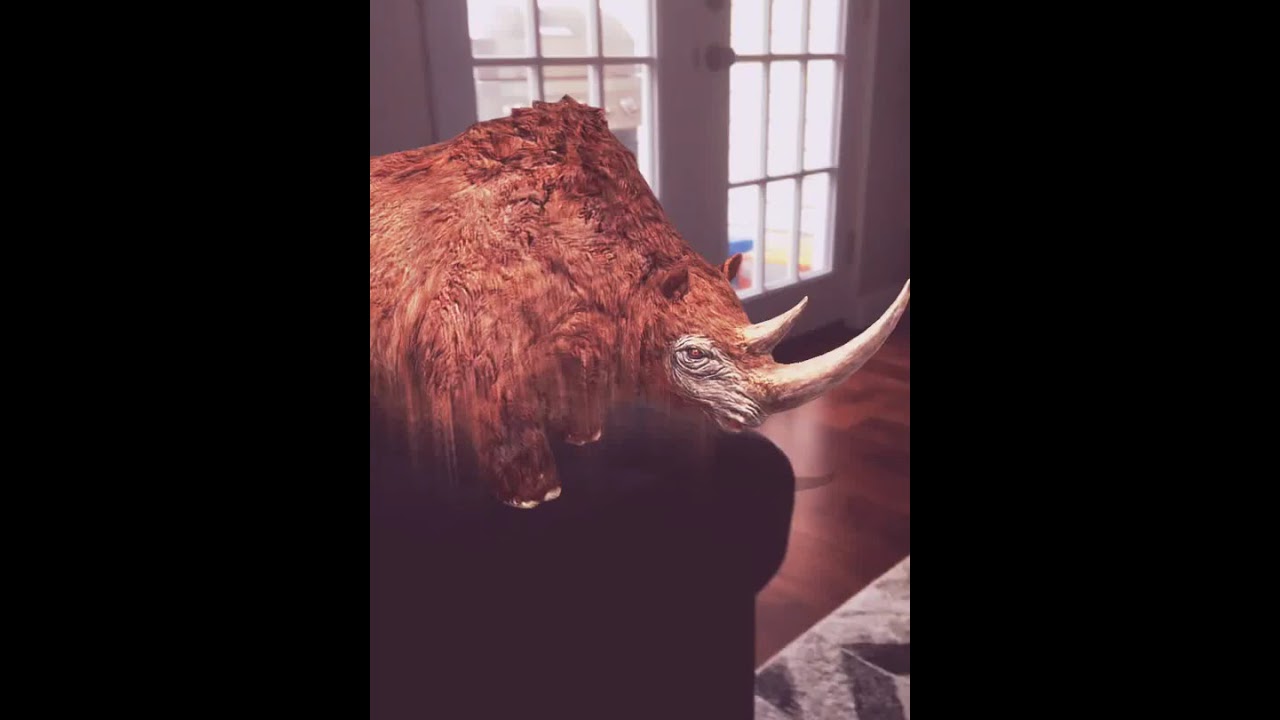 Hairy rhino in my house