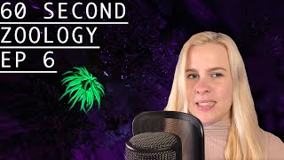 60 Second Zoology - Sea Anemone Nematocysts