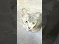 nice cat #cat