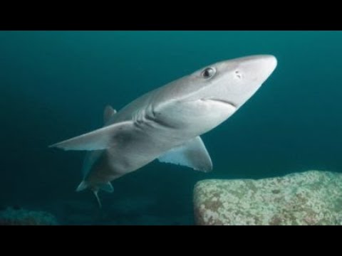 Video: Are there sharks in the Black Sea?