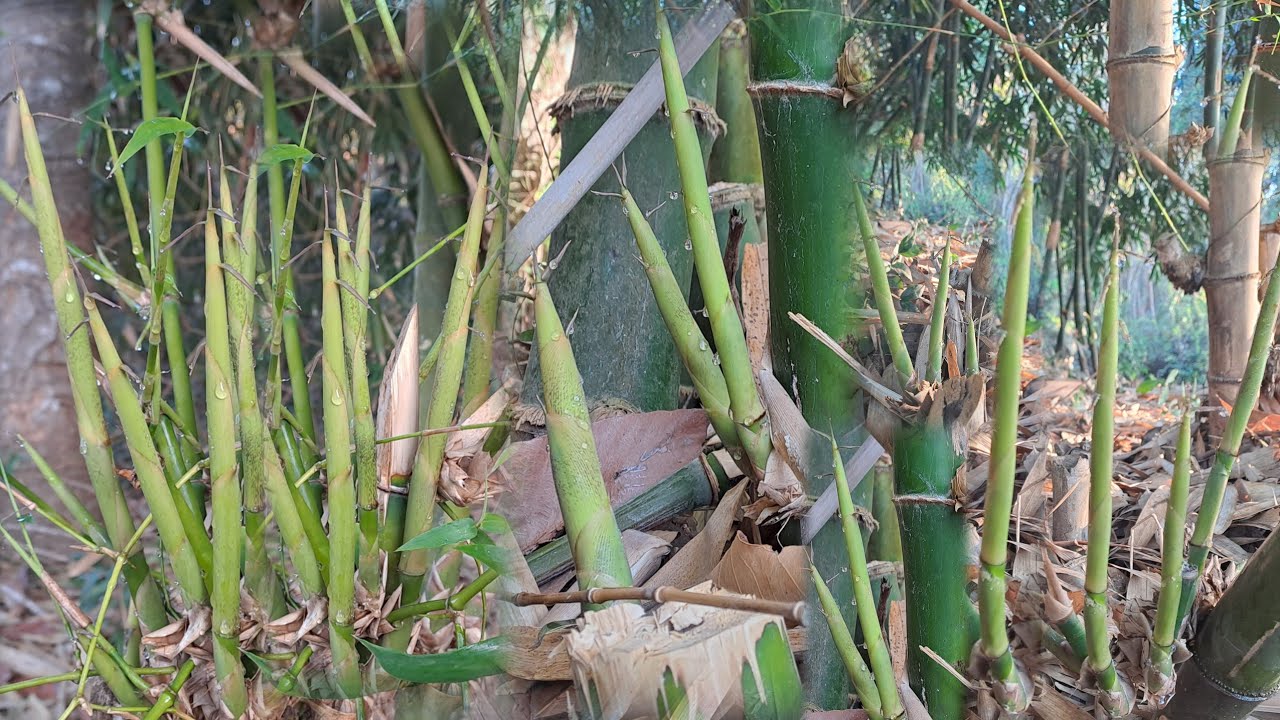 ป๊าด!!แหนงหน่อไม้ออกดีจริงๆ หาหน่อไม้วันที่14ก.พ 69 แหนงอวบๆสวยๆปอกหน่อไม้ไว้ทานกันจ้า