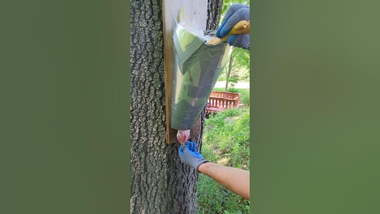 How to Cull , Defeather by hand Butcher a Chicken Culling Day Part 1