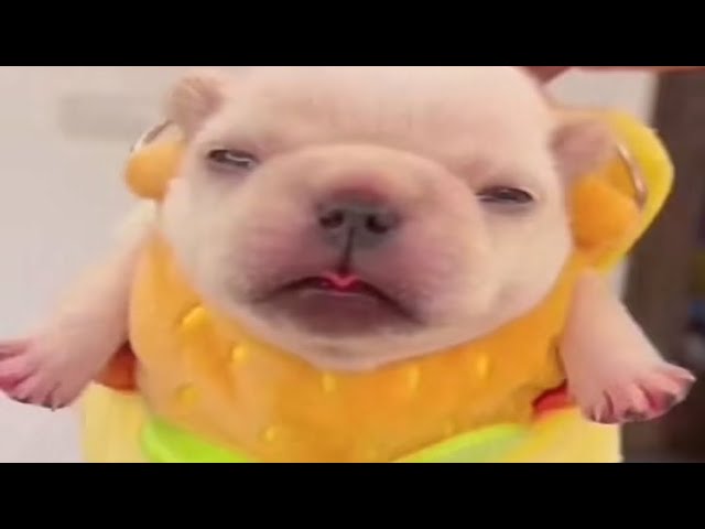 WASH MY BELLY COMPILATION #2