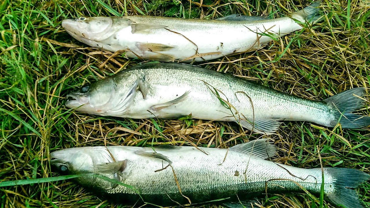 Ловля СУДАКА в Сентябре на донки. Как ловить судака на донку | Fishing ...