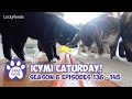 ICYMI Caturday! * Lucky Ferals S6 Episodes 136 - 145 * Cat Videos Compilation - Rescued Cat Family