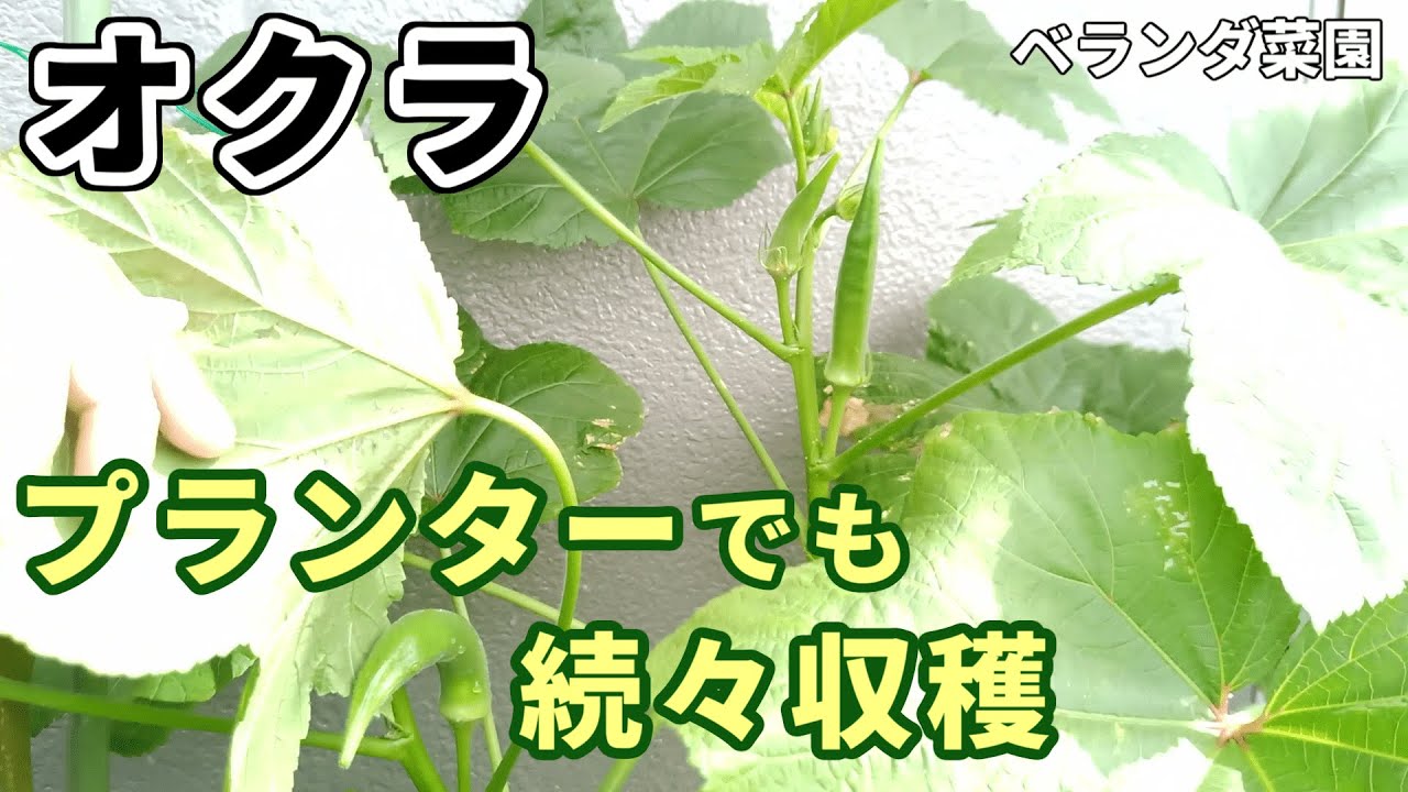 ベランダ菜園 約２か月半でオクラ収穫 収穫後は摘葉 プランター栽培 Youtube