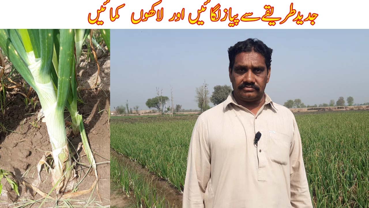 Onion farming |Onion cultivation(Pyaz ki kasht)|Onion high dencity farming in pakistan