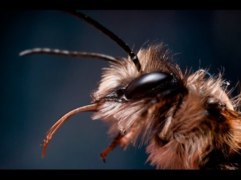 Video: La abeja cortadora de hojas: Beneficios y daños de las abejas cortadoras de hojas en el jardín