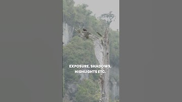 🎥 N-Log Color Grading  🌿 #nikonz9