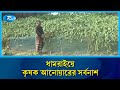 রাতের আঁধারে ১৯ শতাংশ জমির লাউ গাছ কেটে ফেলল দুর্বৃত্তরা | Dhamrai | Rtv News