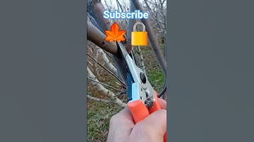 Guiding and shaping a tree by pruning branches🍁 #gardening #agricultur #grafting