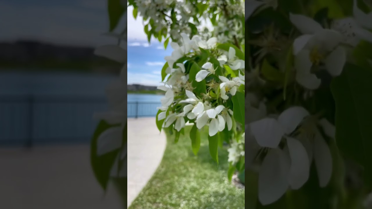 Cherry blossom in Calgary | 