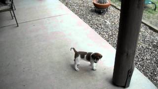 Video 4 weeks old 080611