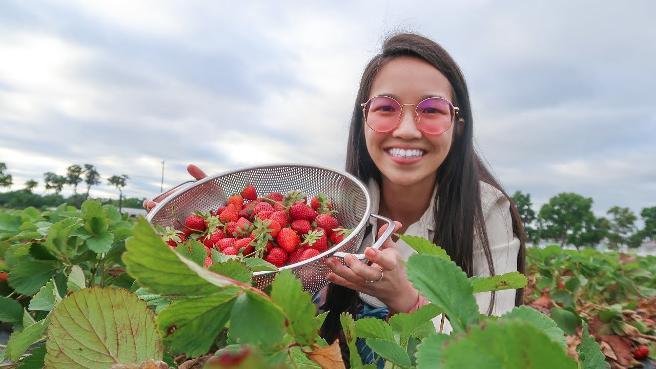 PICKING STRAWBERRIES! Plant City, Florida YouTube