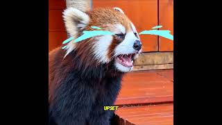 Red Panda Luna Had a Secret ❤️ #animals  #pets #pet     #cuteanimalsdaily#redpanda