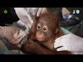 He Was Only Two Years Old: Rescuing a Baby Orangutan From Captivity