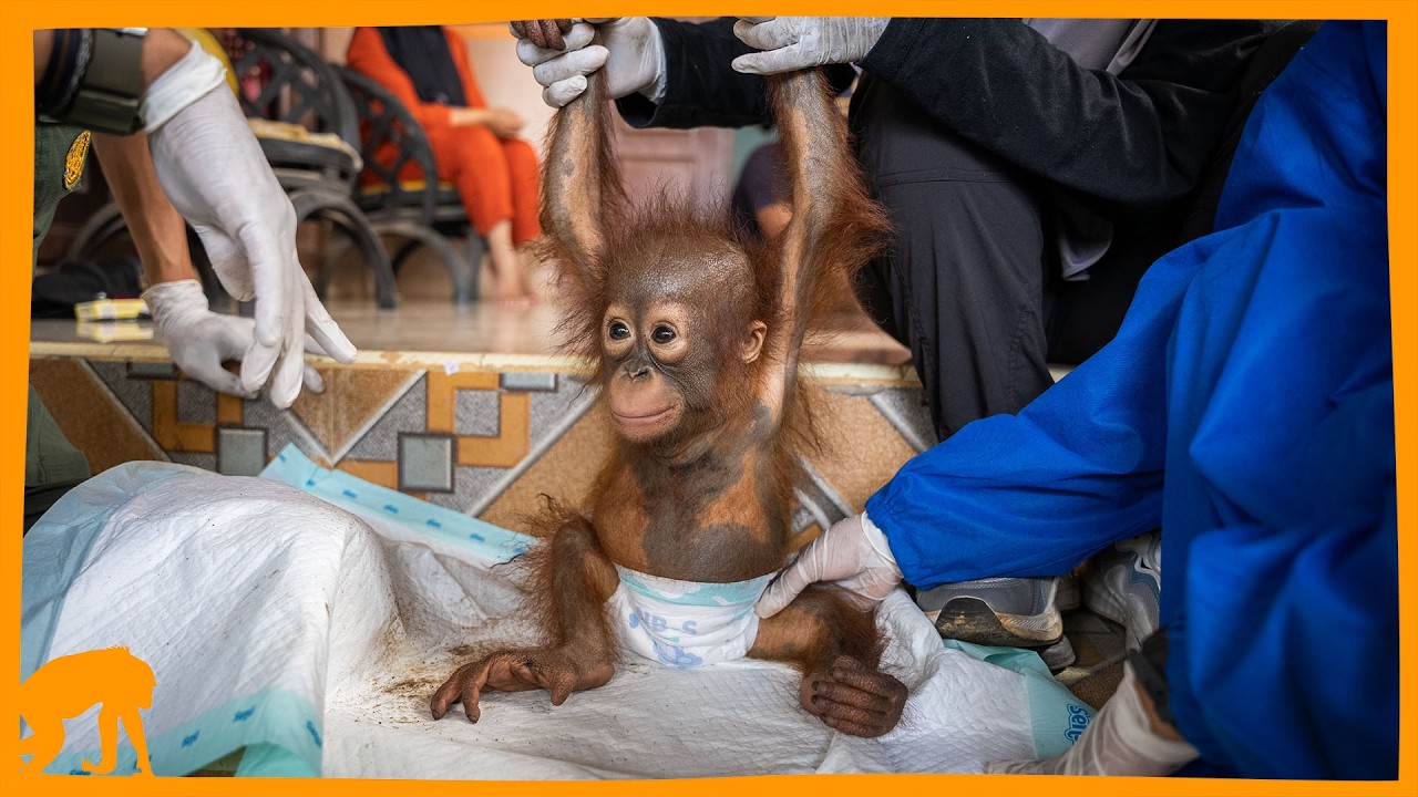Dramatic Rescue of Baby Orangutan From Tiny Cage