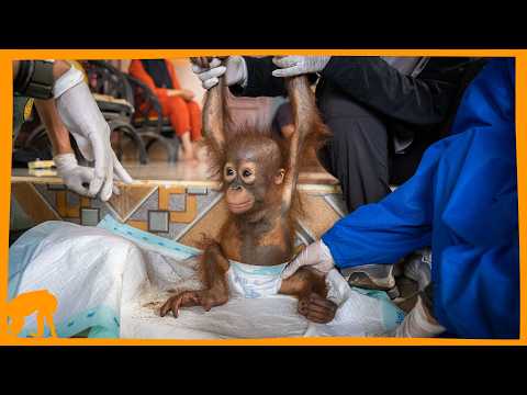 Baby Orangutan Shows Off New Teeth Heartwarming Moment