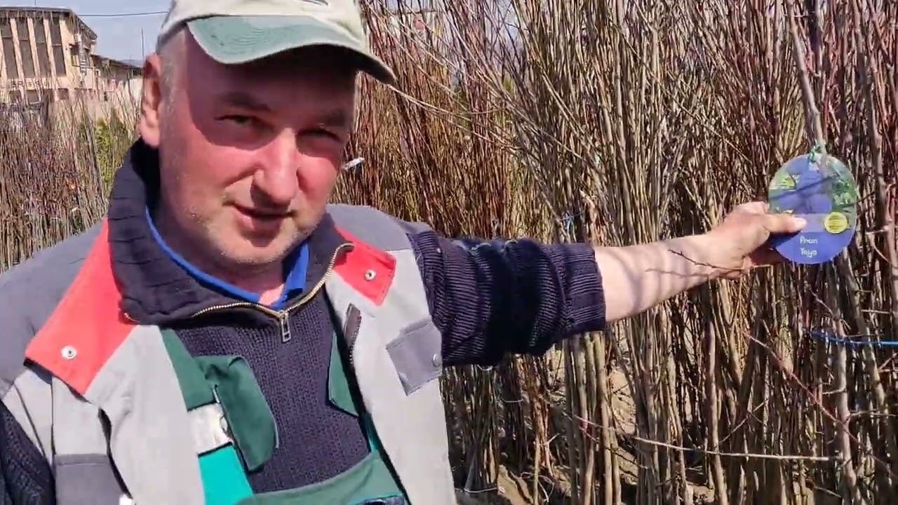 Pepiniera din Aiud , am cumparat tufe de Afine