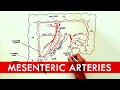 Anatomy tutorial - The Mesenteric Arteries