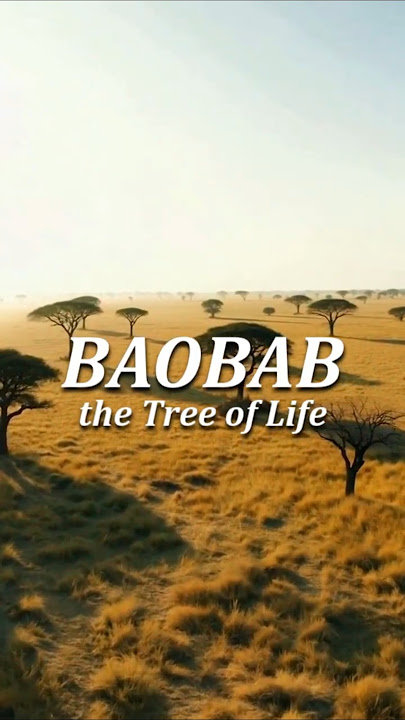 BAOBAB THE TREE OF LIFE #shorts #education #knowledge #baobab #africa