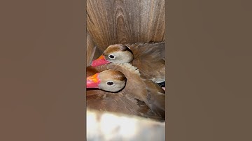 Black Bellied Whistling Tree Duck Jump Day!! #blackbelliedtreeduck #jumpday #babyducks #blackbelly