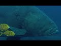 Deadly Predators of the Reef: the Queensland Grouper and the Sea Snake | BBC Earth | BBC Earth