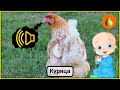 Учим животных для детей. Картинки животных с озвучкой.