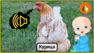 Учим животных для детей. Картинки животных с озвучкой.