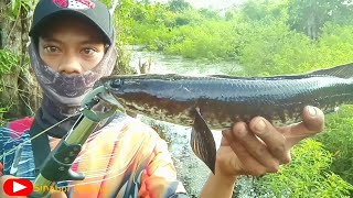 Mancing di Sinaboi Sambaran Gabus Ganas