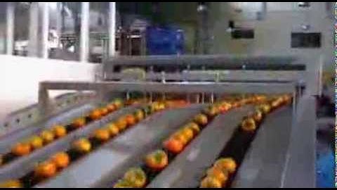 Processing and sorting line for Persimmons - UNITEC