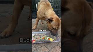 Sasha gets 1kg of horse mince