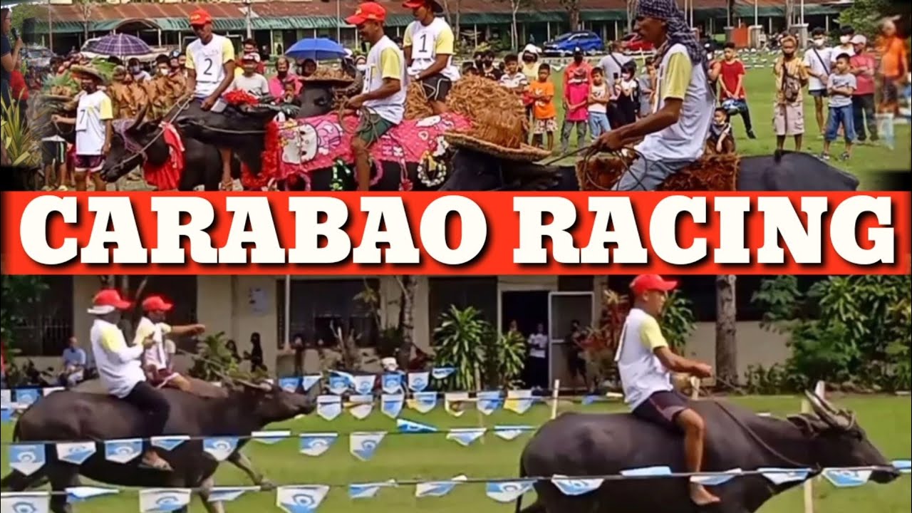 Carabao Racing 2022 | 15th Charter Day Celebration | Bayugan City ...