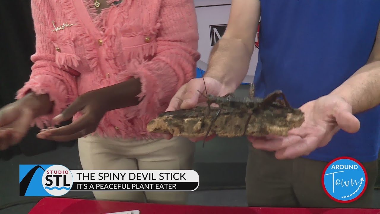 Дом бабочек пробуждает ваше любопытство к этим жутким, ползучим существам